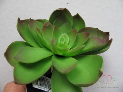 ECHEVERIA Groen Zijde- Latex Succulent 