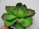 ECHEVERIA Groen Zijde- Latex Succulent 