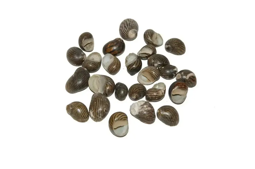 Nerita Communis schelpen 100 gram