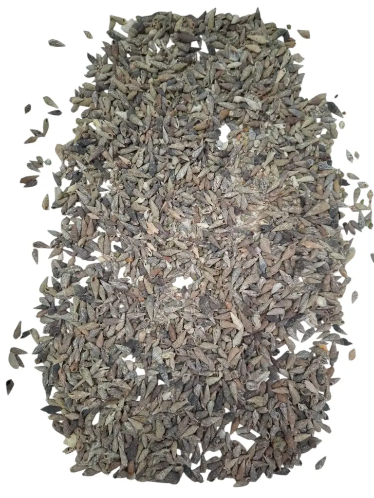 Nassa Pussata schelpen 500 gram