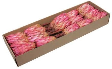 Protea Repens Erica Naturel Roze doos 24 stuks