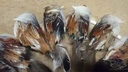 Vogeltjes Donkerbruin natuurlijk 9 cm 16 stuks