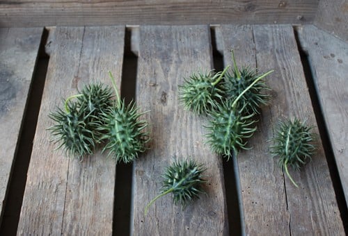 Cucumis Insignis sierkomkommertjes 200 zaden