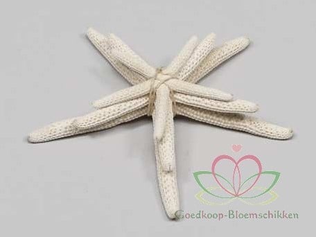 [A-011112] Zeester Starfish Wit ca. 5-10 cm Set van 3 stuks