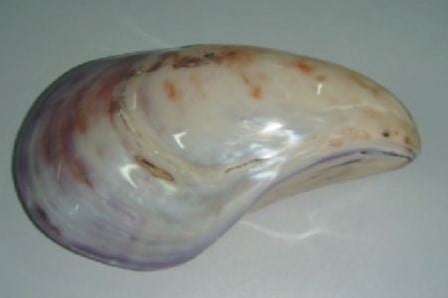 [A-018922] Oesterschelp Twisted Polished Gepolijst per stuk