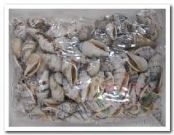 [A-007443] Strombus Urecus Geboorde Schelpen Hole 4 mm Per kilo 
