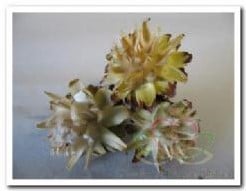 [A-019611] Leucadendron Plumosum op draad doos ca. 40 stuks