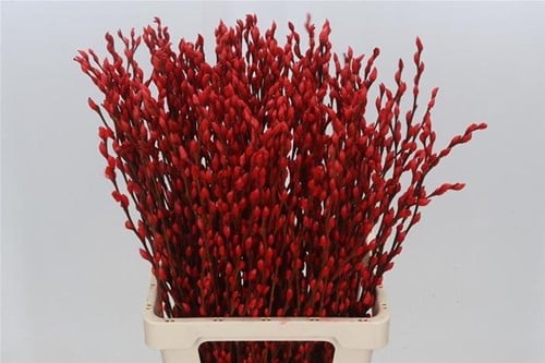 [A-023908] Katjeswilg Gekleurde Wilgenkatjes Salix Rood bundel 10 stuks