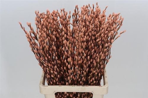 [A-023909] Katjeswilg Gekleurde Wilgenkatjes Salix Zalm bundel 10 stuks