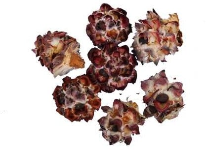[A-024800] Leucadendron Pubescens los 1 kilo