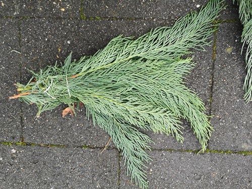 [A-019421] Kort coniferen groen ca. 10 cm bundel grijs groen