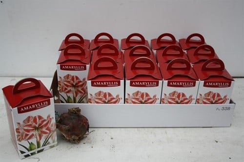 [A-025107] Bloembol Amaryllis Roze in Doos