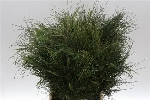 [A-027226] Casuarina bundel geschikt om te drogen