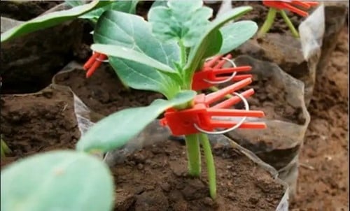 [A-025499] Stekclips rood plantenclip platbek 50 stuks