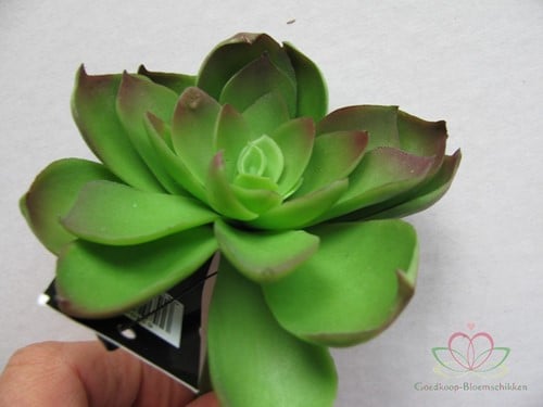 [A-010385] Echeveria Groen Latex Succulent 