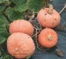 [A-008286] Warts Plethora F1 pompoen zaden