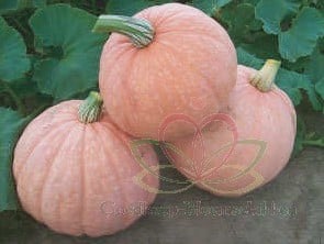 [A-010080] Moonscape F1 Cucurbita maxima pompoen zaden