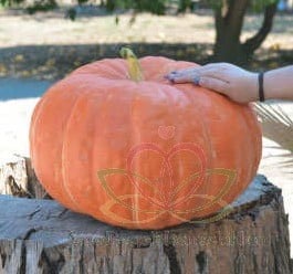 [A-010082] Ritz F1 Cucurbita maxima pompoen zaden