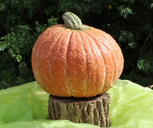 [A-010085] Mr. Fugly F1 Cucurbita maxima rode pompoen zaden