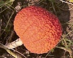 [A-017900] Rote Warze rood Warthy thing pompoen basiseenheid zaden